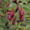 Fuchsia Magellanica