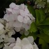 Hydrangea Mme Emile Moulliere