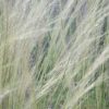 Stipa tenuissima