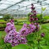 Syringa de Louis Spaeth