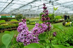 Syringa de Louis Spaeth