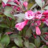 Weigela Florida Wine and Roses