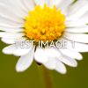 Daisy test