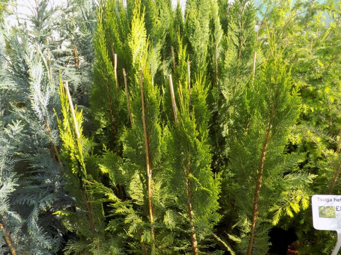 Cham law Green Pillar 2L Shallowmead