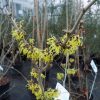 Hamamelis in variety