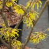 Hamamelis Arnolds Promise