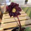 Helleborus Double Black