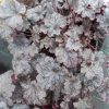 Heuchera ‘Plum Pudding’