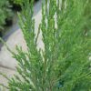 Juniperus sco. Blue arrow