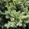 Juniperus hor. Blue Moon