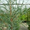 Juniperus com. Hibernica