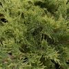 Juniperus pfi. Sulphur Spray