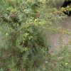 Juniperus com. Depressa Aurea