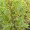 Juniperus chi. Pyramidalis