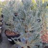 Juniperus squ. Blue Spider