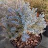 Juniperus squ. Blue Star