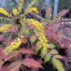 Mahonia x media Winter Sun