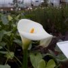 Zantedeschia aethiopica (Calla Lily)