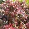 Berberis Atropurpurea Nana