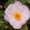 Camellia Elizabeth de Rothschild
