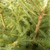 Picea abies