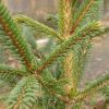 Picea meyerii