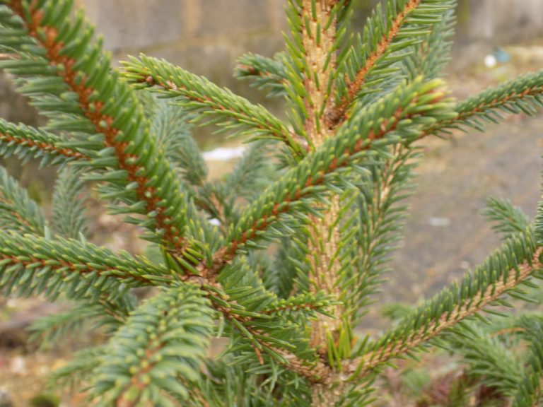 Picea Meyeri Shallowmead