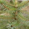 Picea Omorika