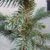 Picea Majestic Blue