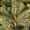 Picea pungens glauca Misty Blue