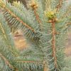 Picea pungens Glauca