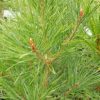 Pinus syl. Beuvronensis
