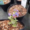 Pulmonaria Mrs Moon