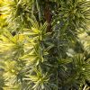 Taxus bac. Fast. Aureomarginata