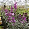 Erysimum Super Bowls Mauve