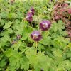 Geranium Phaeum