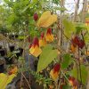 Abutilon Kentish bell