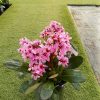 Bergenia Dark Damsel