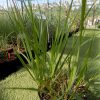 Calamagrostis Karl Foerster