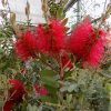 Callistemon Rugulosus