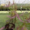 Campanula Pink Octopus