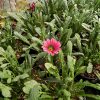 Gazania Christopher Lloyd