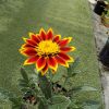 Gazania Sunbathers Totonaca