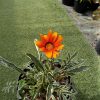 Gazania Tiger Eye