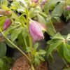 Helleborus Pink Lady