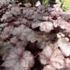 Heuchera Ameythst Mist