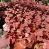 Heuchera Cherry Cola