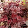 Heuchera Chocolate Ruffles