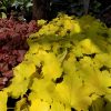 Heuchera Electric Lime