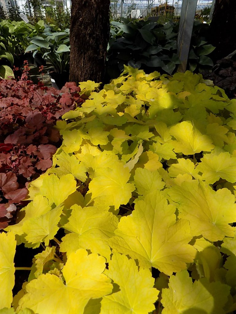 Heuchera Electric Lime Shallowmead